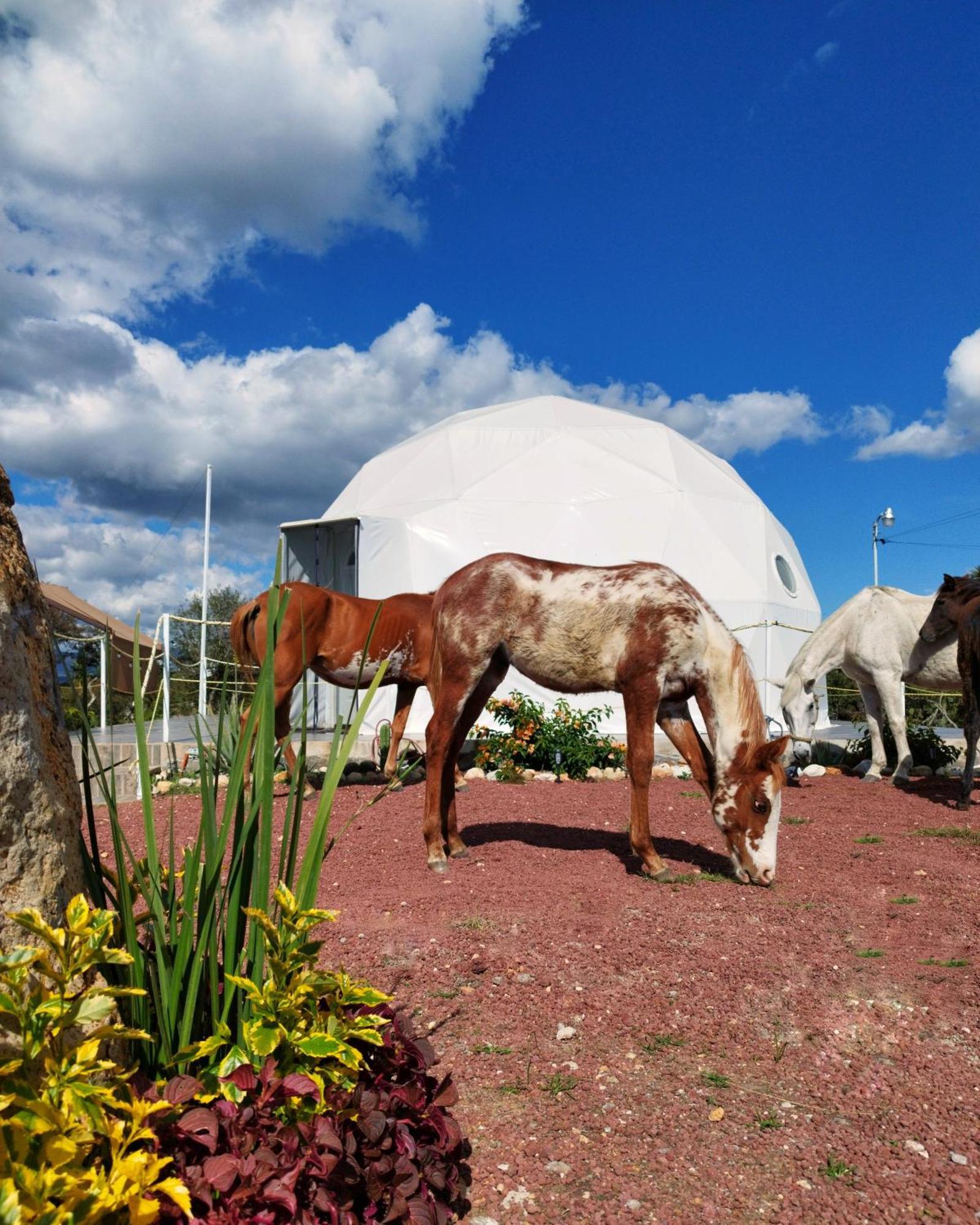 El Gato Glamping con vista a prismas basálticos Hotel Huasca de Ocampo Exterior foto